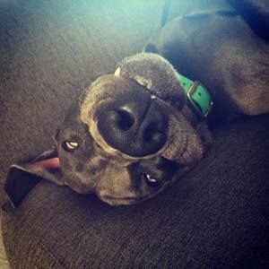 Meet your Posher, Scotty